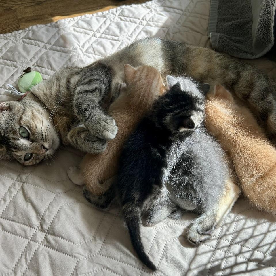 Enlarge Bryce, a Adoptable mixed breed in Magnolia, TX image 4/6