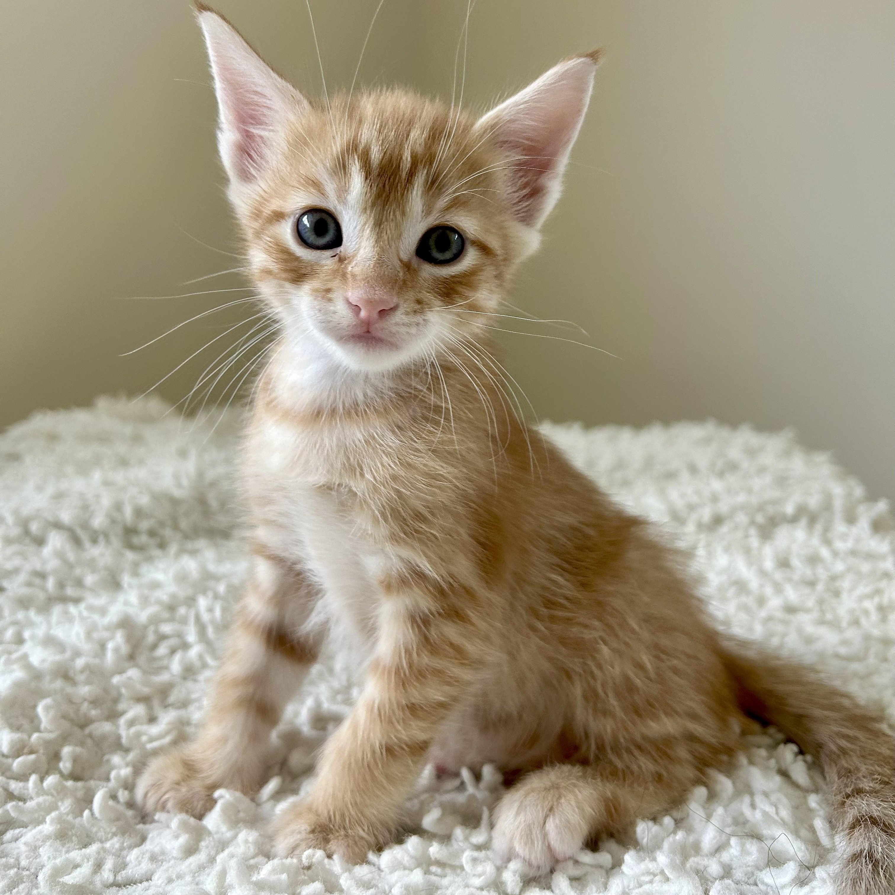 Enlarge Bryce, a Adoptable mixed breed in Magnolia, TX image 3/6