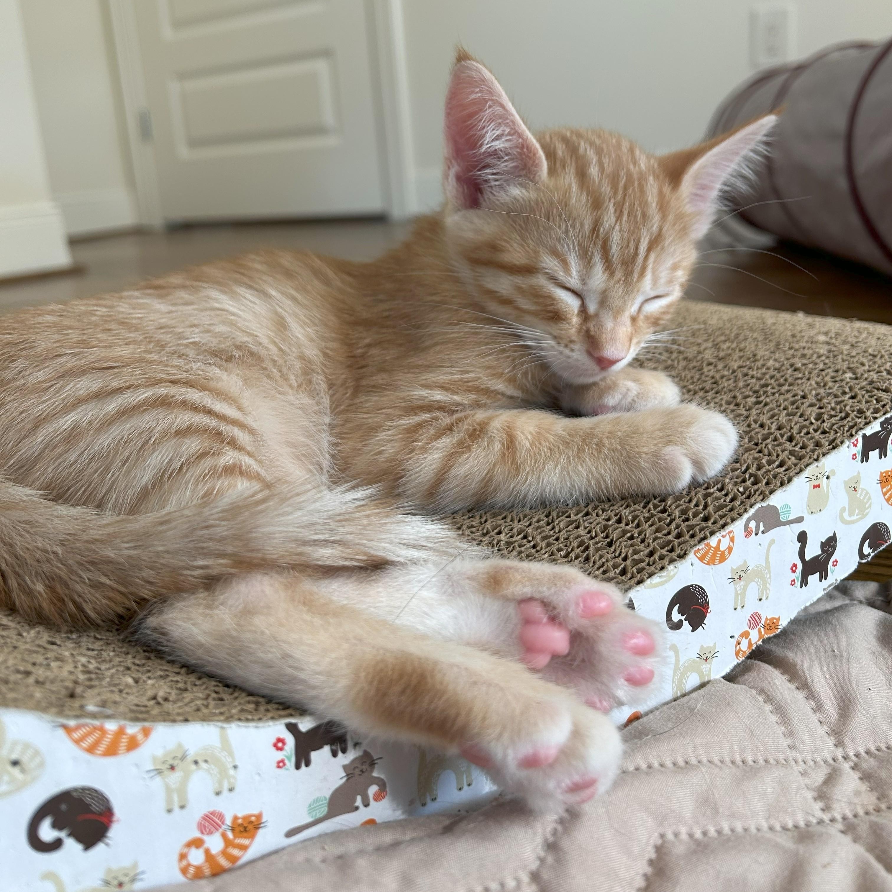 Enlarge Bryce, a Adoptable mixed breed in Magnolia, TX image 6/6