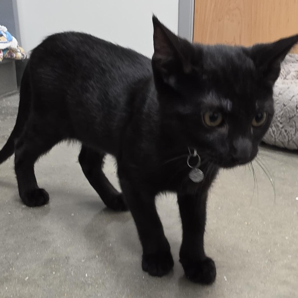 Linton, an adopted Domestic Short Hair in West Greenwich, RI image 6/6