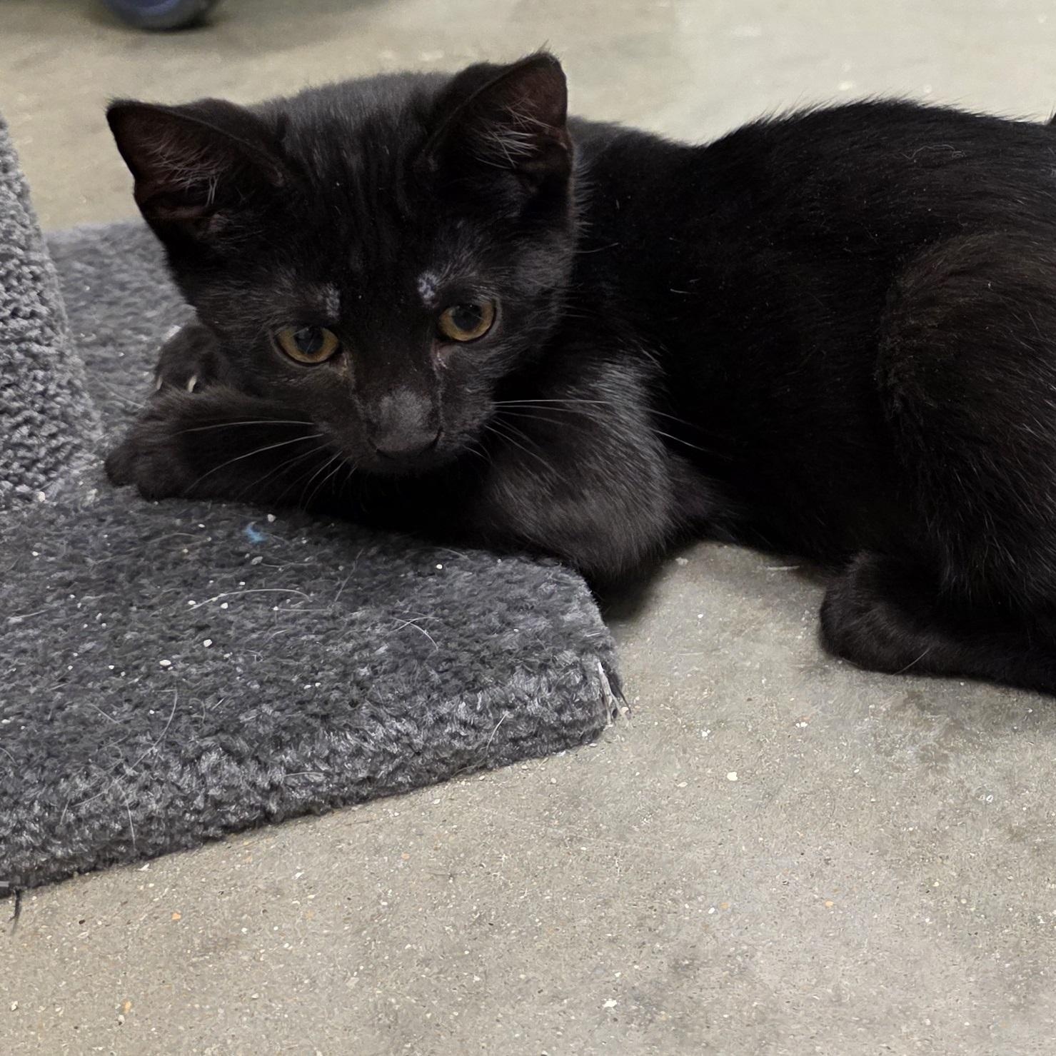 Linton, adopted, Kitten Male Domestic Short Hair.