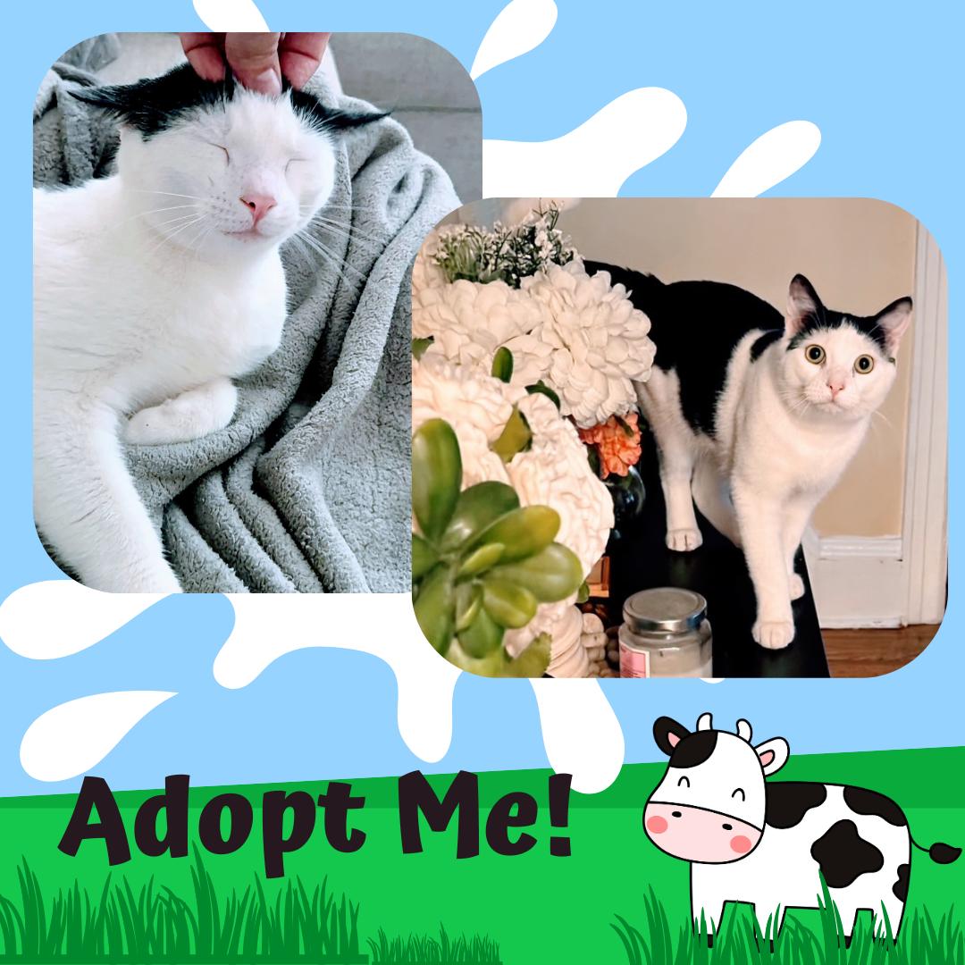 MooMoo, Adoptable, Young Male Domestic Short Hair.