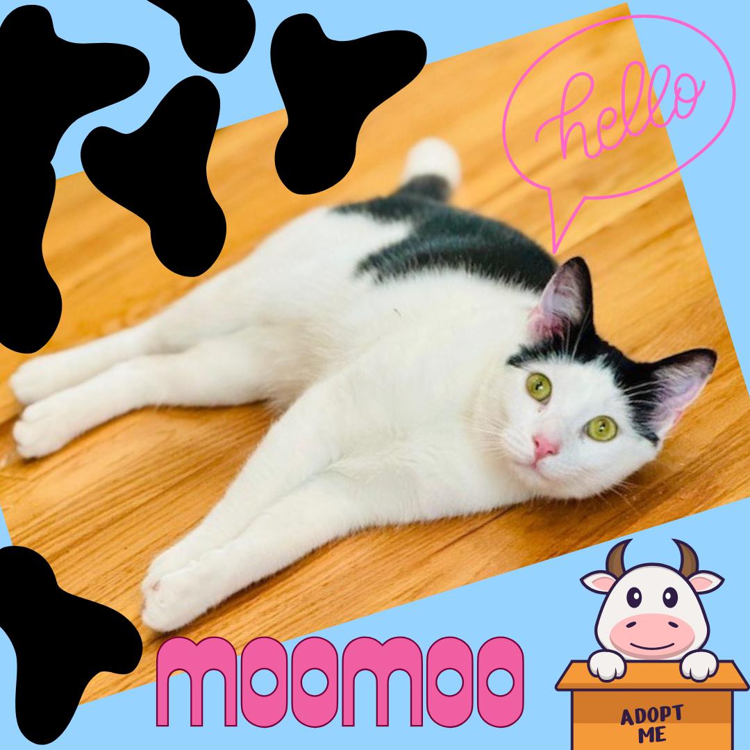 Enlarge MooMoo, a Adoptable Domestic Short Hair in Port Chester, NY image 2/2