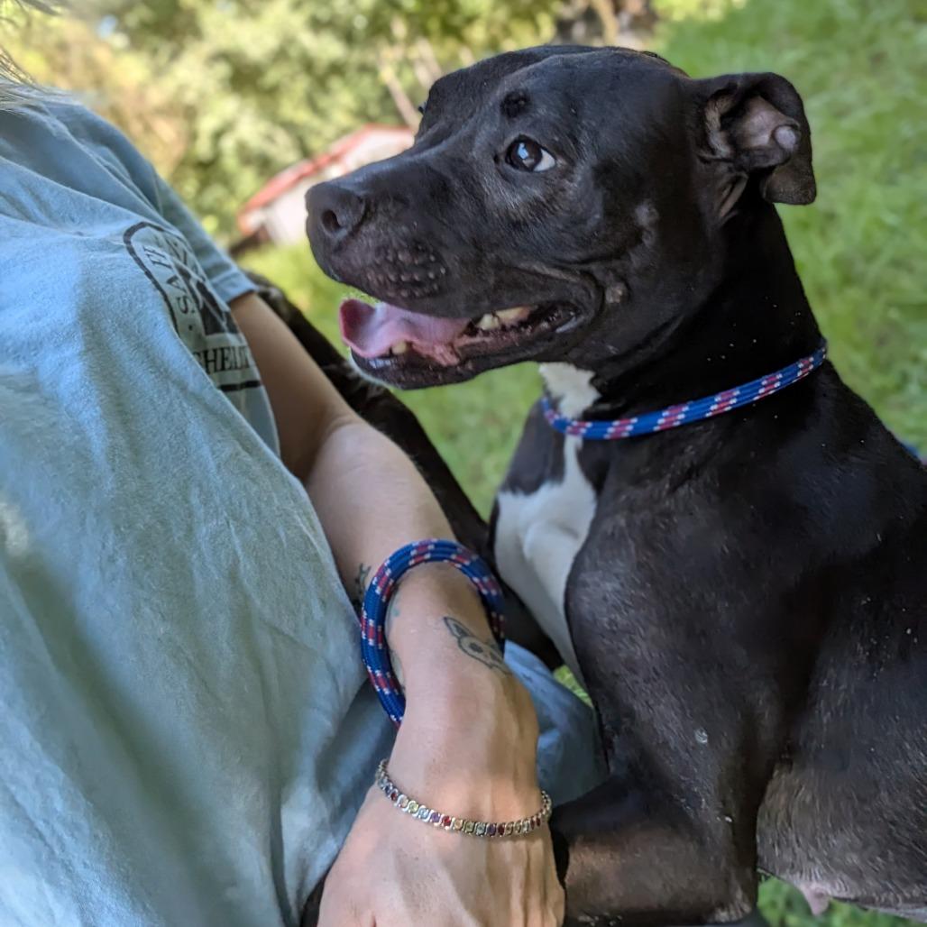 Mystic 28100, Adoptable, Adult Female Mixed Breed.