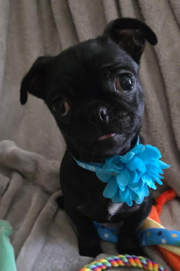 Enlarge Bubbles , a ADOPTABLE mixed breed in Moreno Valley, CA image 1/2