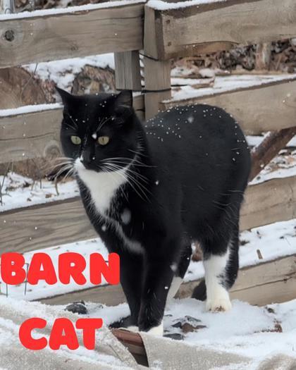 Enlarge Tux - Barn Cat, a Adoptable mixed breed in Moses Lake, WA image 1/1