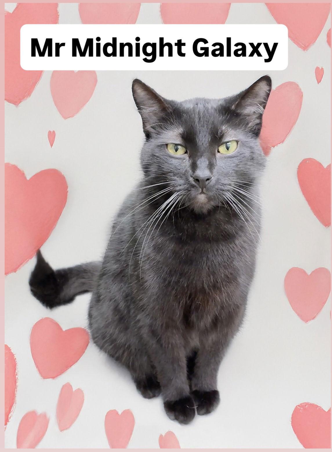 Enlarge Mr Midnight Galaxy at Martinez PFE  January 10th, a Adoptable Domestic Short Hair in Walnut Creek, CA image 1/3