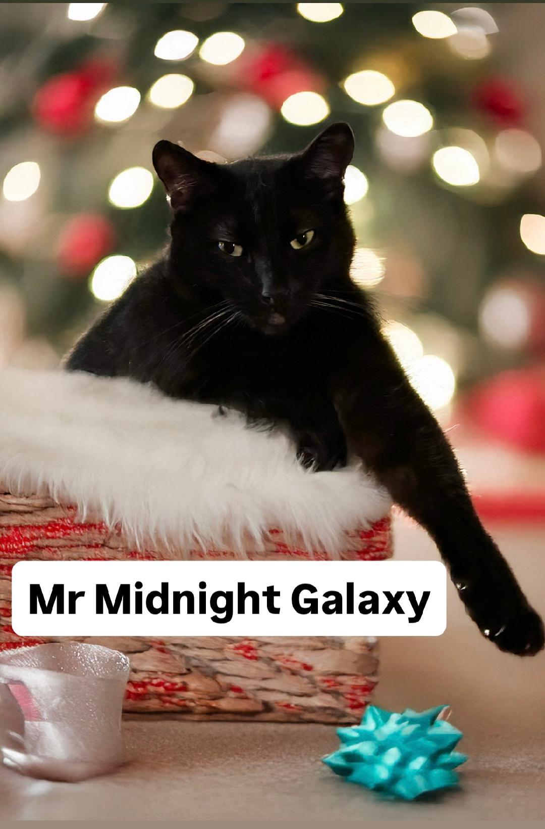 Enlarge Mr Midnight Galaxy at Martinez PFE  December 27th, a Adoptable Domestic Short Hair in Walnut Creek, CA image 1/2