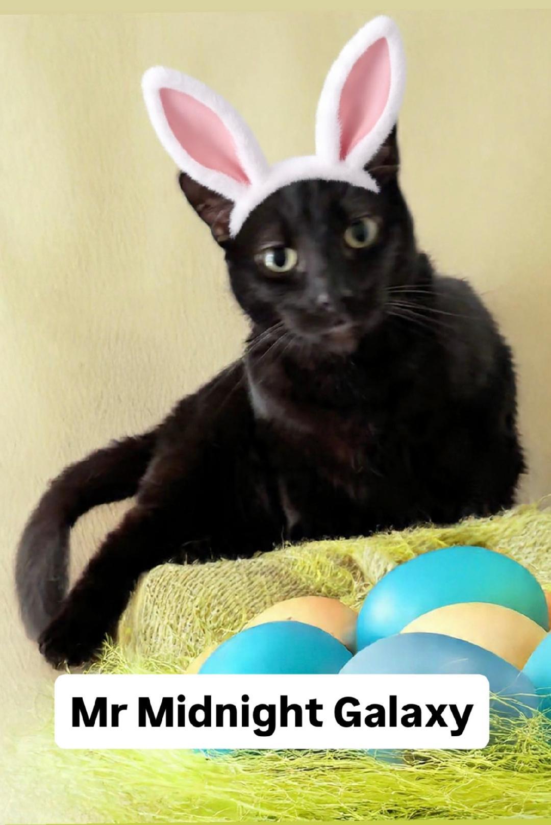 Mr Midnight Galaxy at Martinez PFE April 4th, a Adoptable Domestic Short Hair in Walnut Creek, CA image 2/3