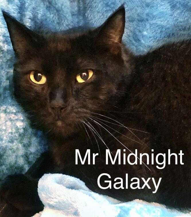 Enlarge Mr Midnight Galaxy at Martinez PFE  December 27th, a Adoptable Domestic Short Hair in Walnut Creek, CA image 2/2