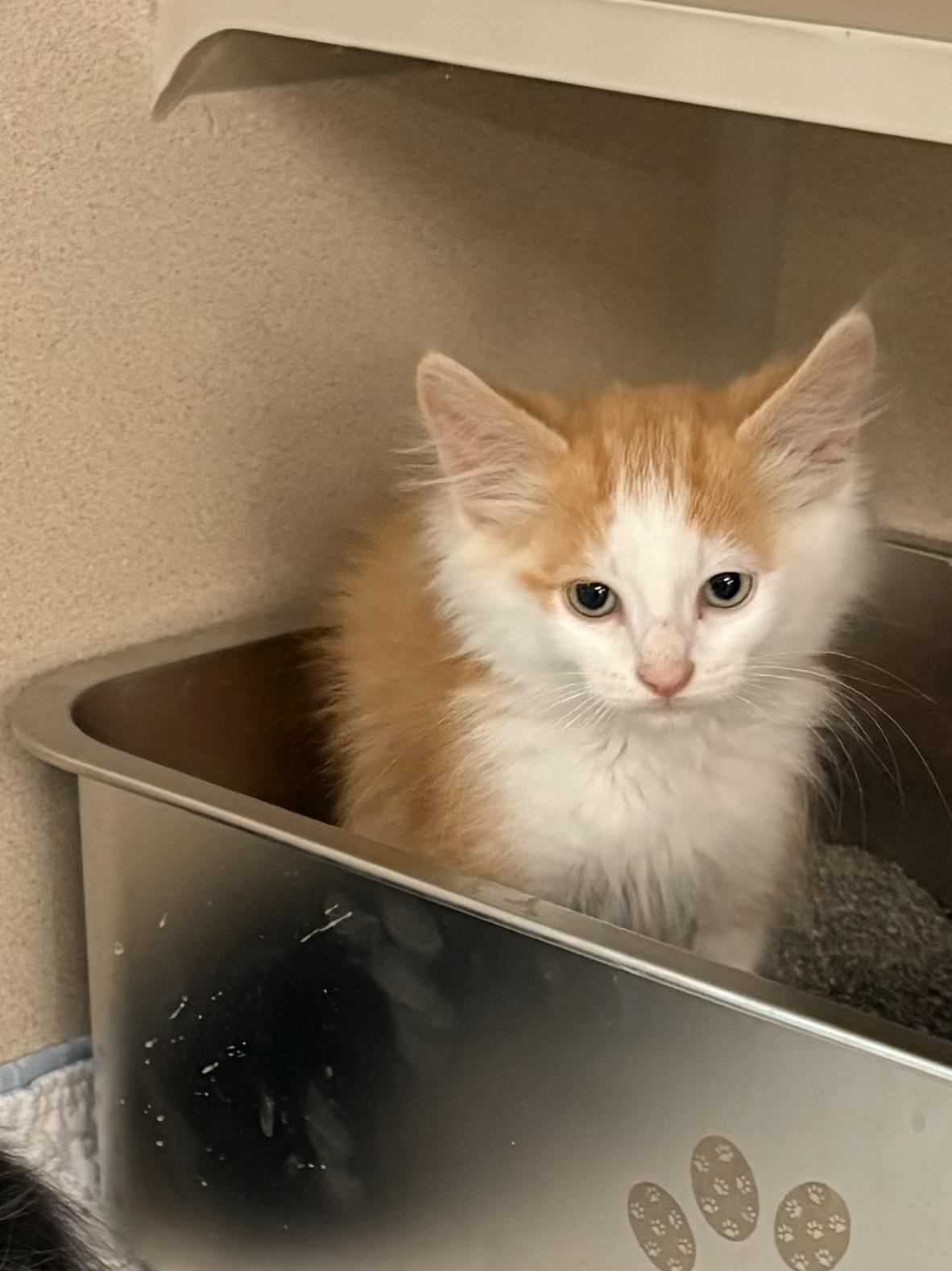Baker, an adopted Domestic Long Hair in Quincy, CA image 1/3