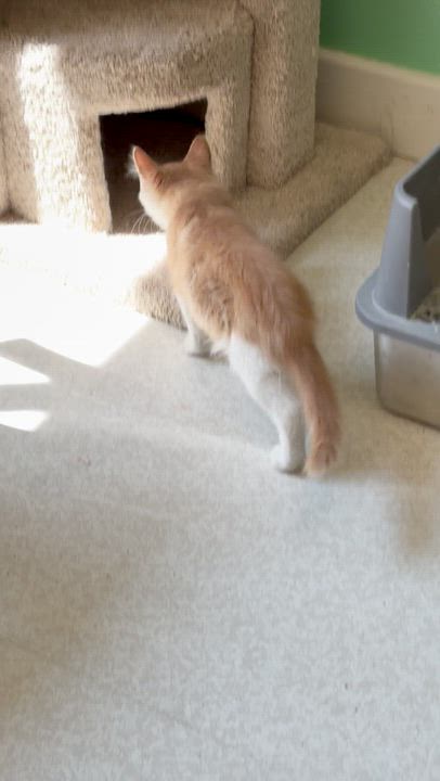 Enlarge Baker, an adopted Domestic Long Hair in Quincy, CA video 3/3