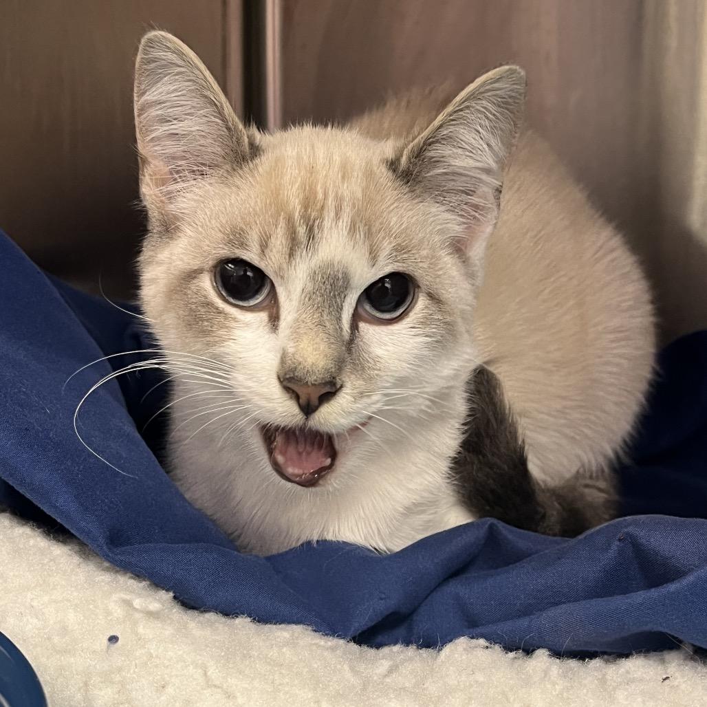 Enlarge Blue Jay, a Adoptable mixed breed in Madisonville, TN image 1/3