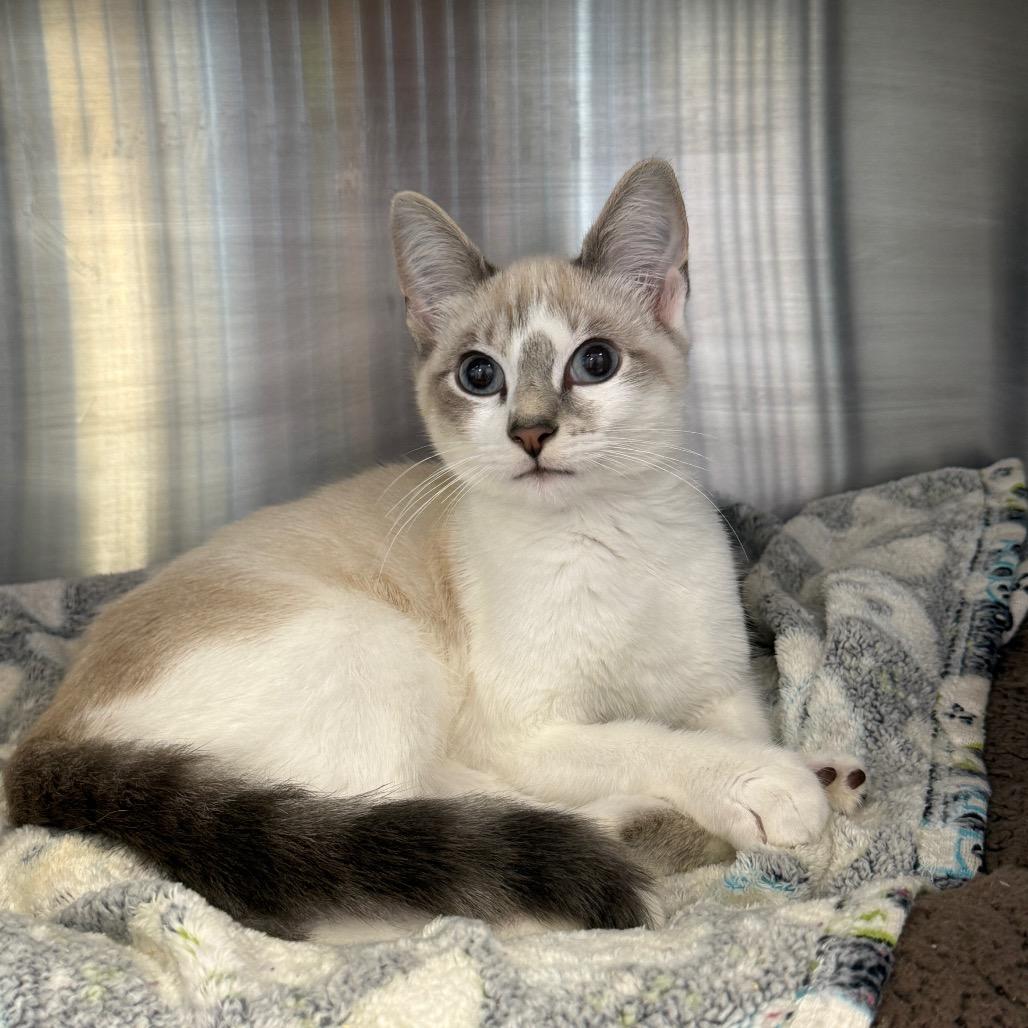 Enlarge Blue Jay, a Adoptable mixed breed in Madisonville, TN image 2/3