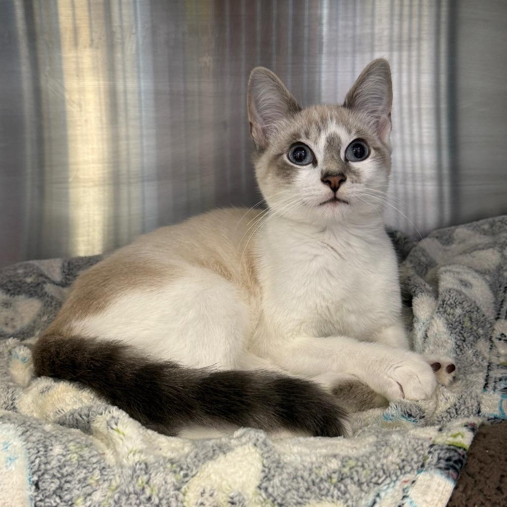 Enlarge Blue Jay, a Adoptable mixed breed in Madisonville, TN image 3/3