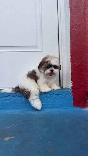 Emmett / Redington Beach, an adopted mixed breed in Redington Beach, FL image 5/6