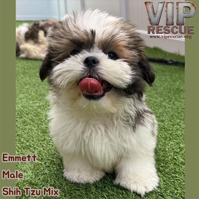Emmett / Redington Beach, adopted, Puppy Male Shih Tzu.