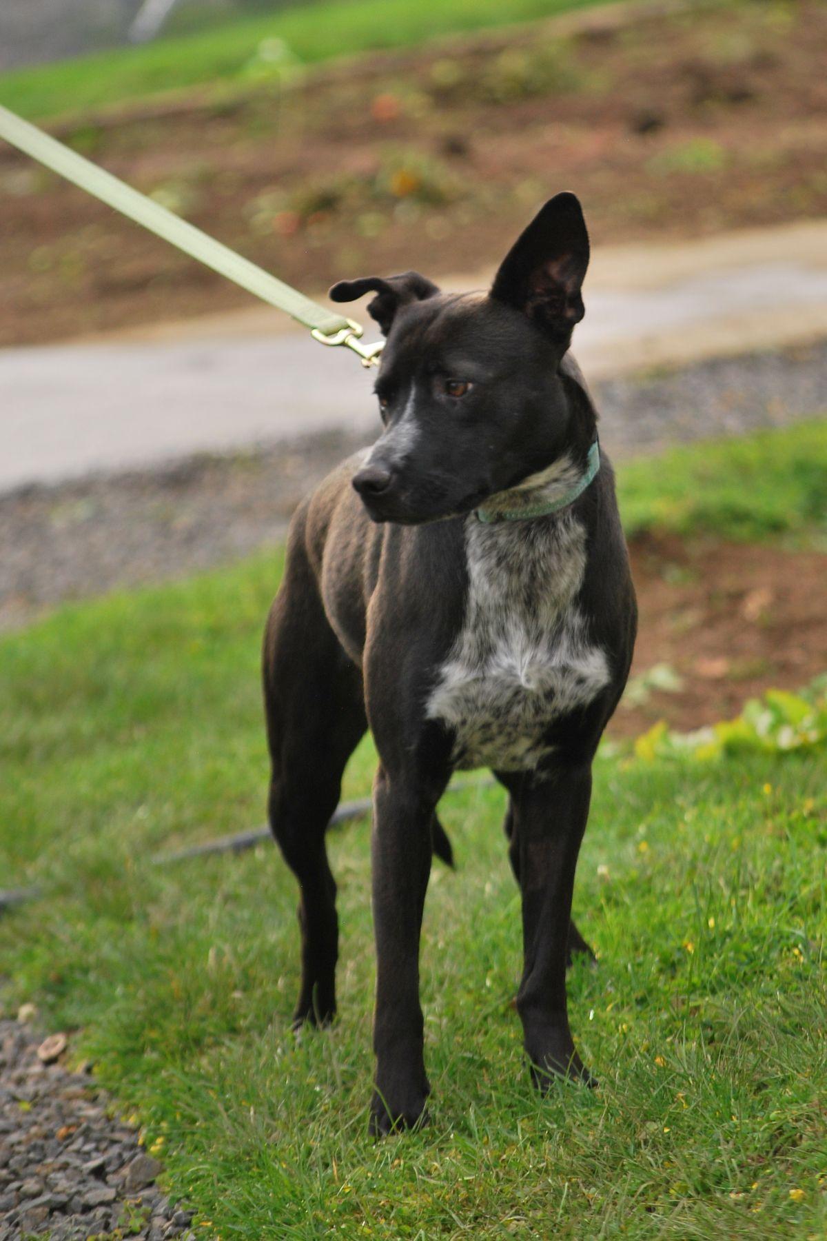 Shadow, a Adoptable mixed breed in LEWISTON, ID image 1/6