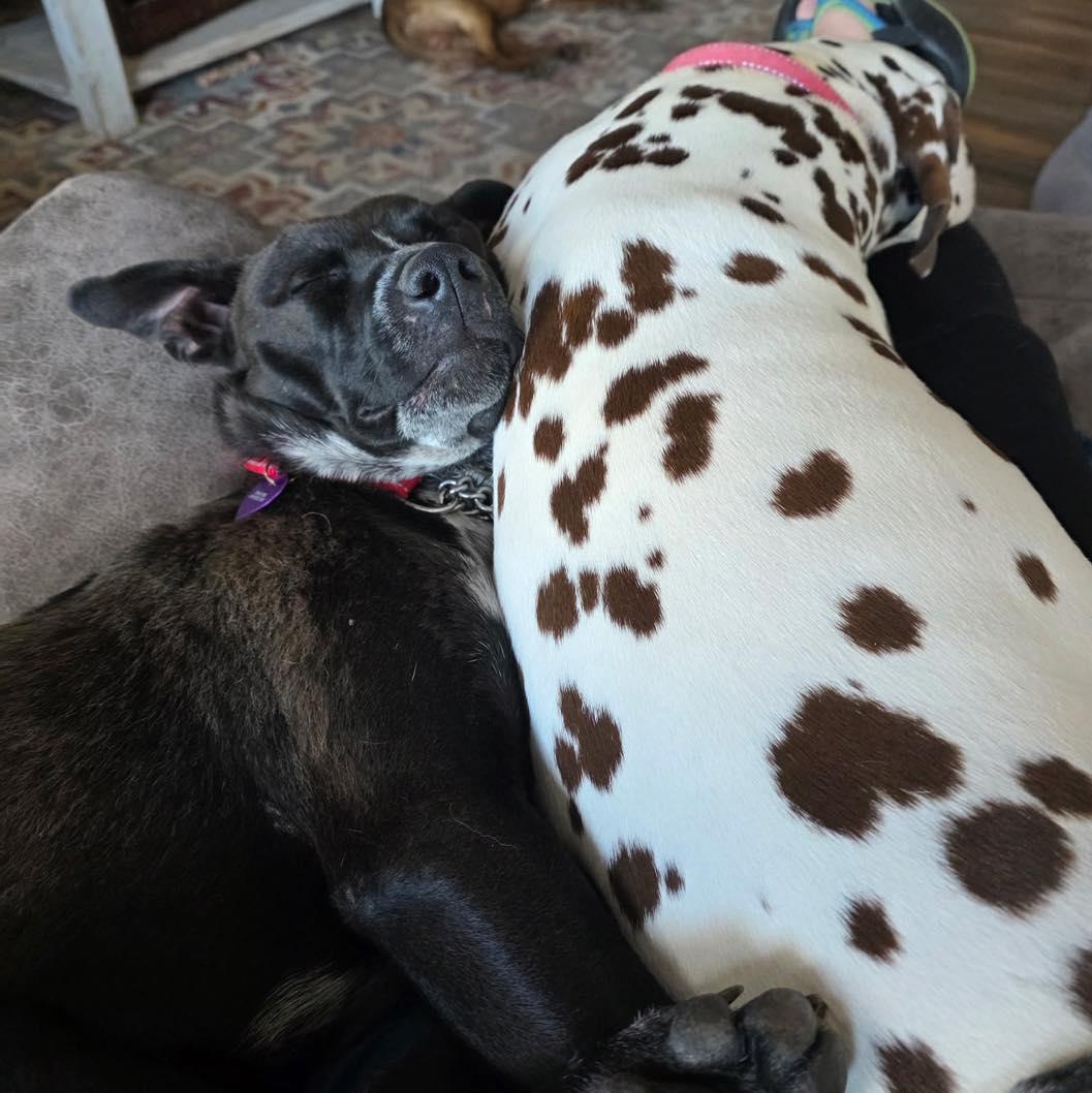 Shadow, a Adoptable mixed breed in LEWISTON, ID image 2/6