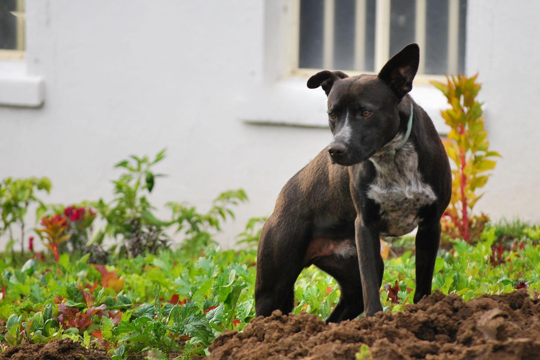 Enlarge Shadow, a Adoptable mixed breed in LEWISTON, ID image 4/5