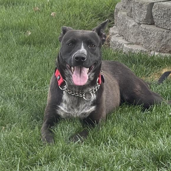 Shadow, a Adoptable mixed breed in LEWISTON, ID image 6/6