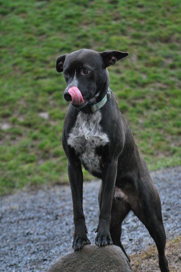 Enlarge Shadow, a Adoptable mixed breed in LEWISTON, ID image 5/5