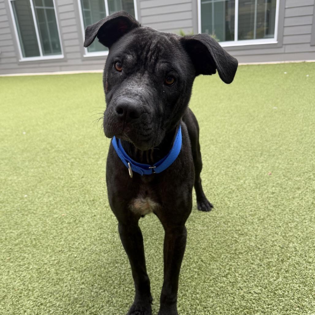 Brazil, a Adoptable Staffordshire Bull Terrier in Greensboro, NC image 2/6