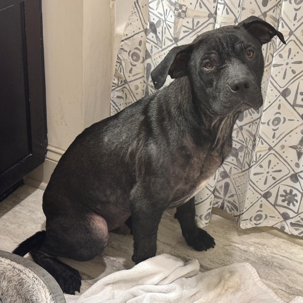 Brazil, a Adoptable Staffordshire Bull Terrier in Greensboro, NC image 4/6