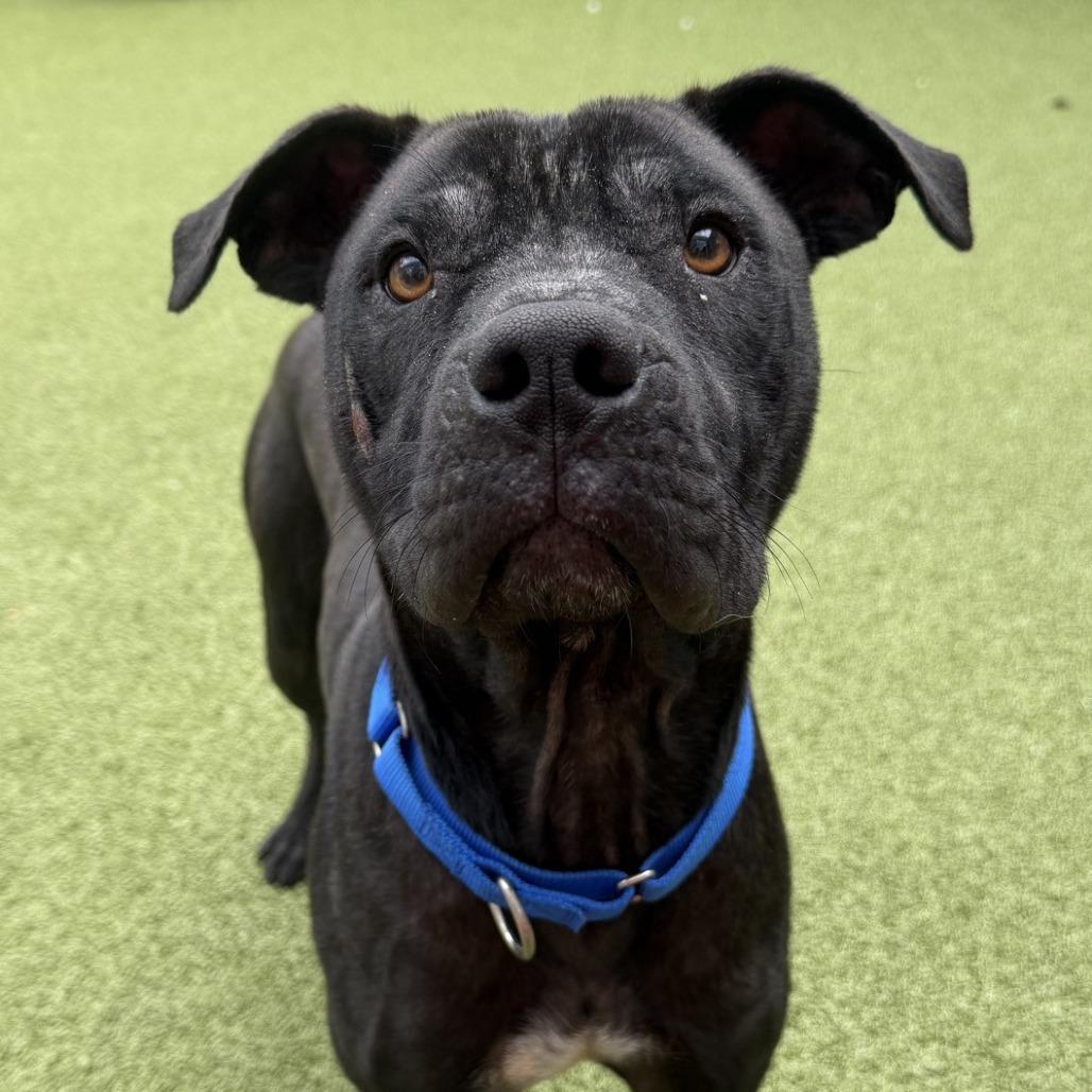 Brazil, a Adoptable Staffordshire Bull Terrier in Greensboro, NC image 5/6