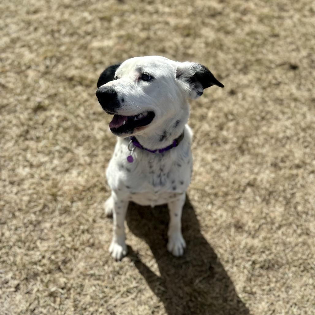 Enlarge Cookie, a Adoptable mixed breed in Glenwood Springs, CO image 1/6