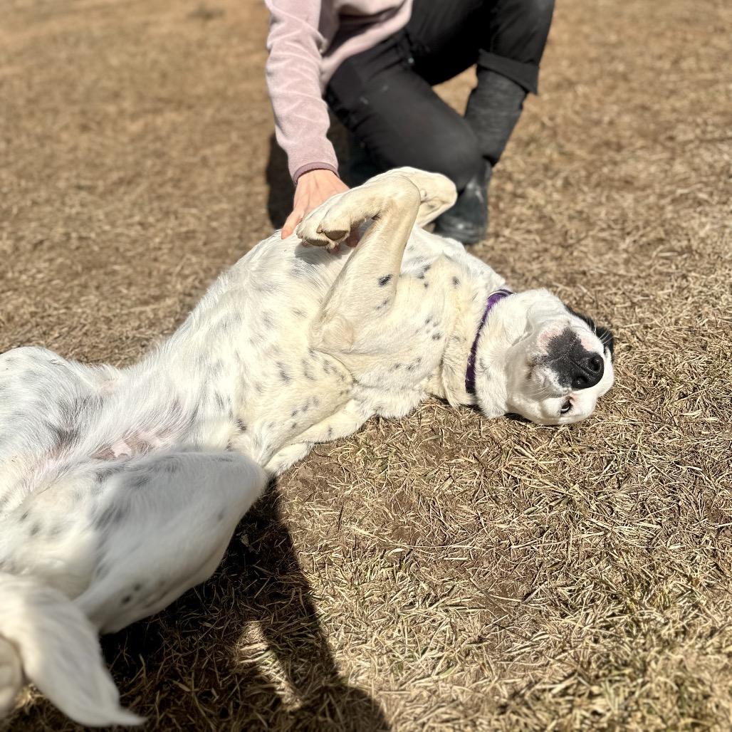 Enlarge Cookie, a Adoptable mixed breed in Glenwood Springs, CO image 2/6