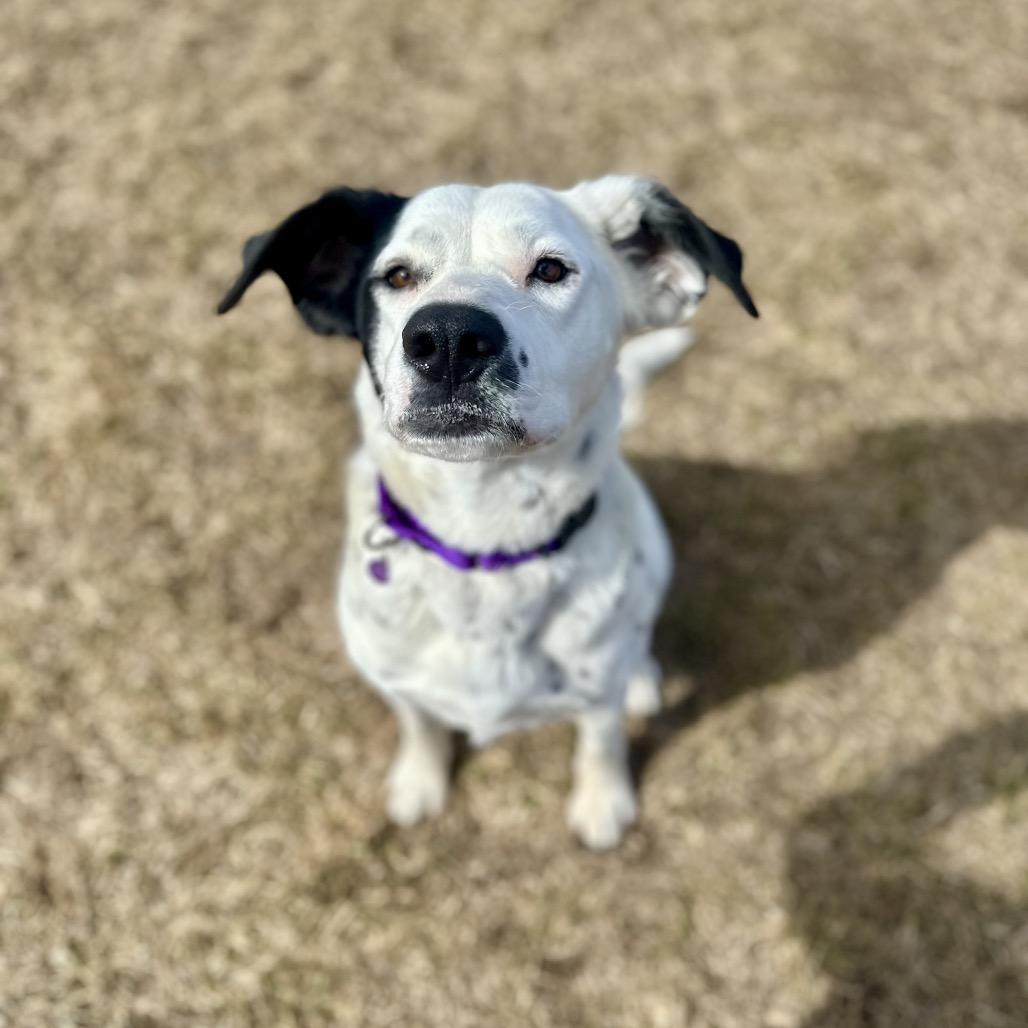 Enlarge Cookie, a Adoptable mixed breed in Glenwood Springs, CO image 3/6