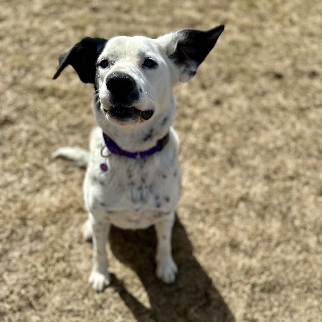 Enlarge Cookie, a Adoptable mixed breed in Glenwood Springs, CO image 4/6