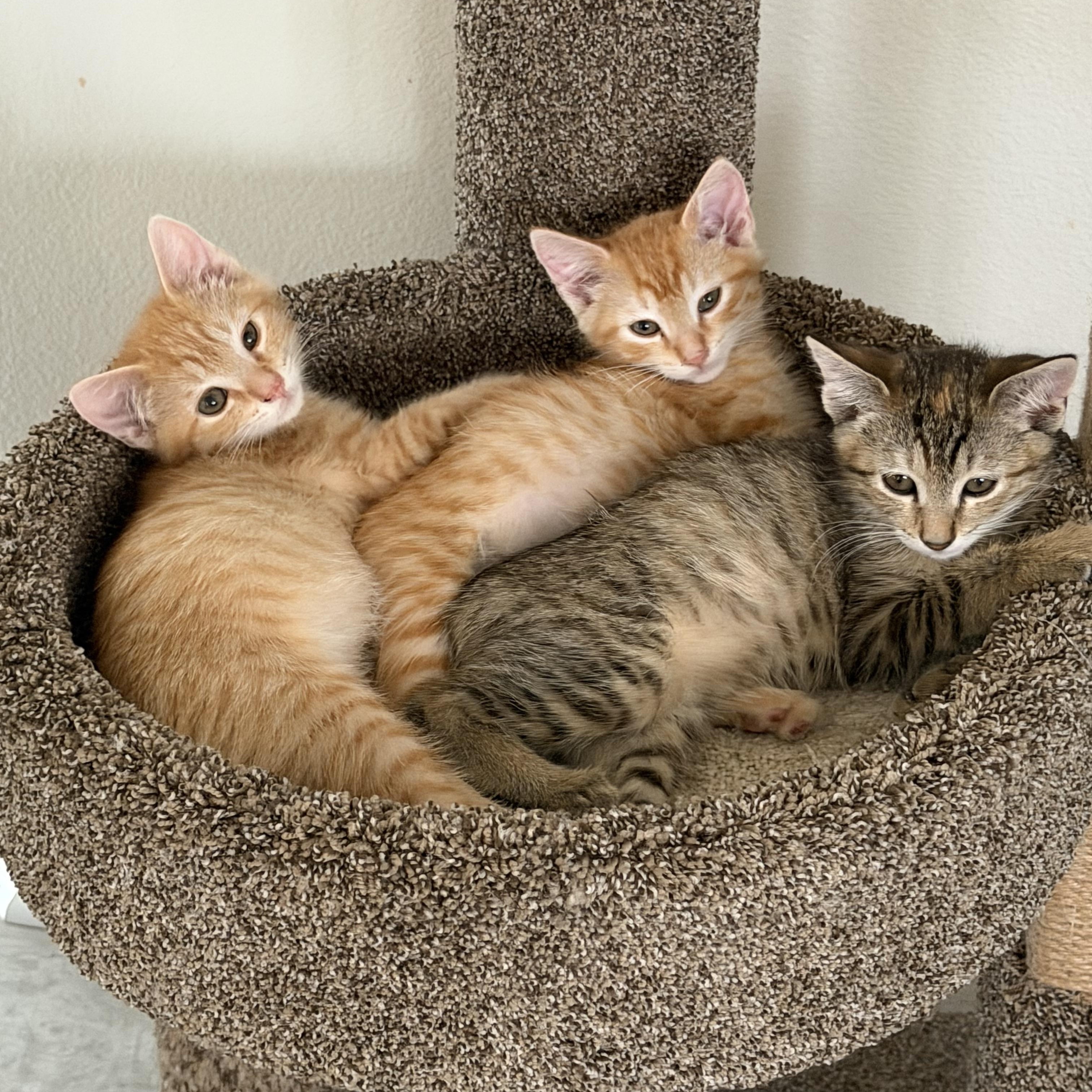 Sunny, an adopted Tabby in Oakley, CA image 2/2