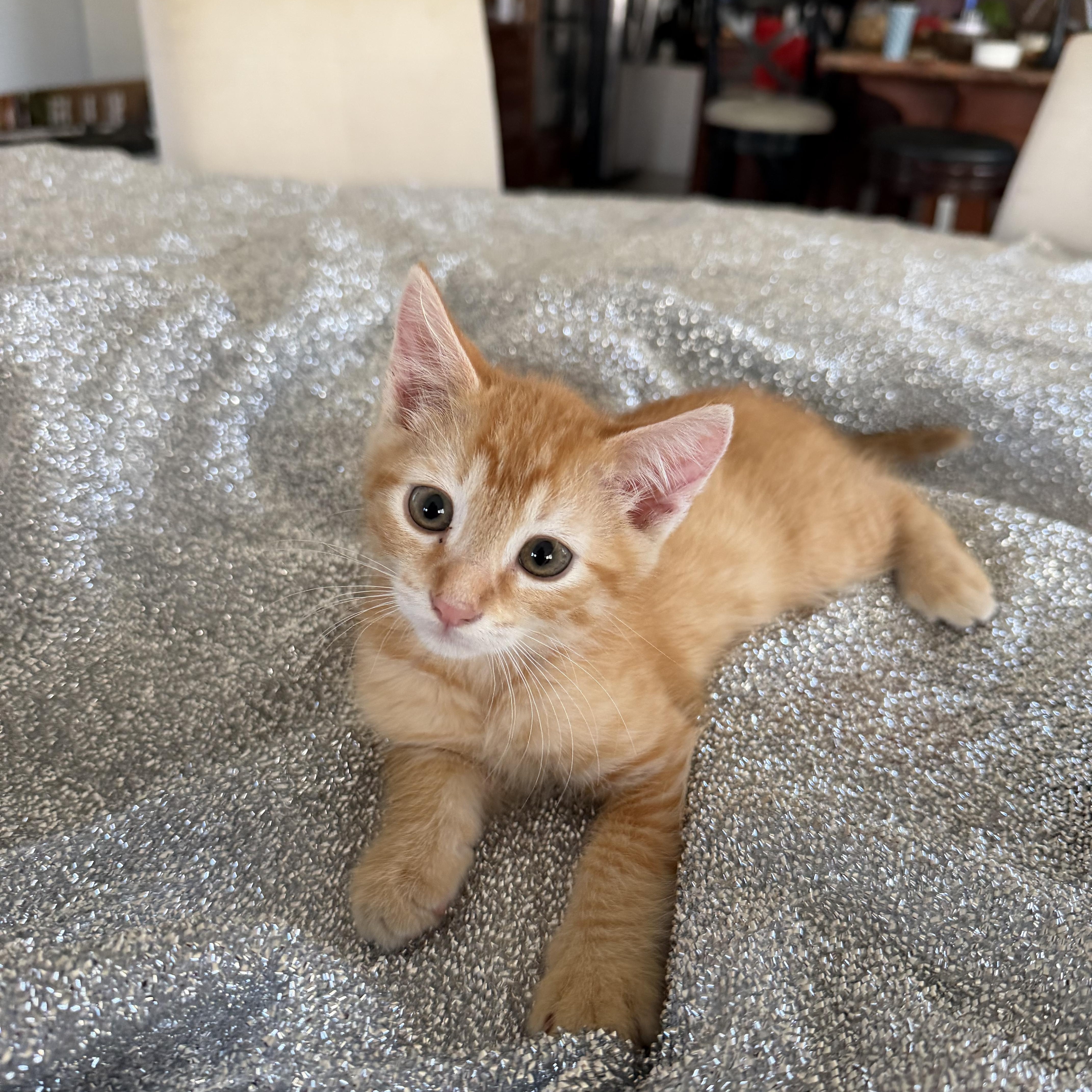 Sunny, adopted, Kitten Male Tabby.