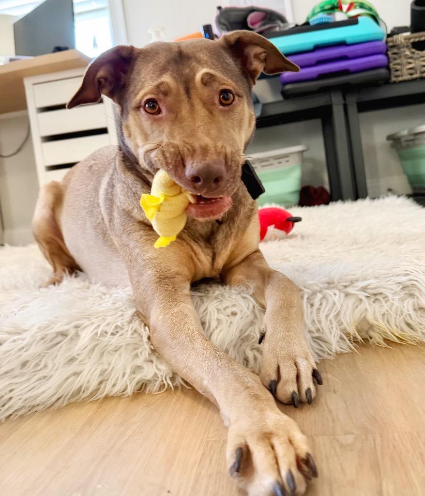 Enlarge Hunney - LOCAL, a Adoptable mixed breed in Princeton, MA image 1/6