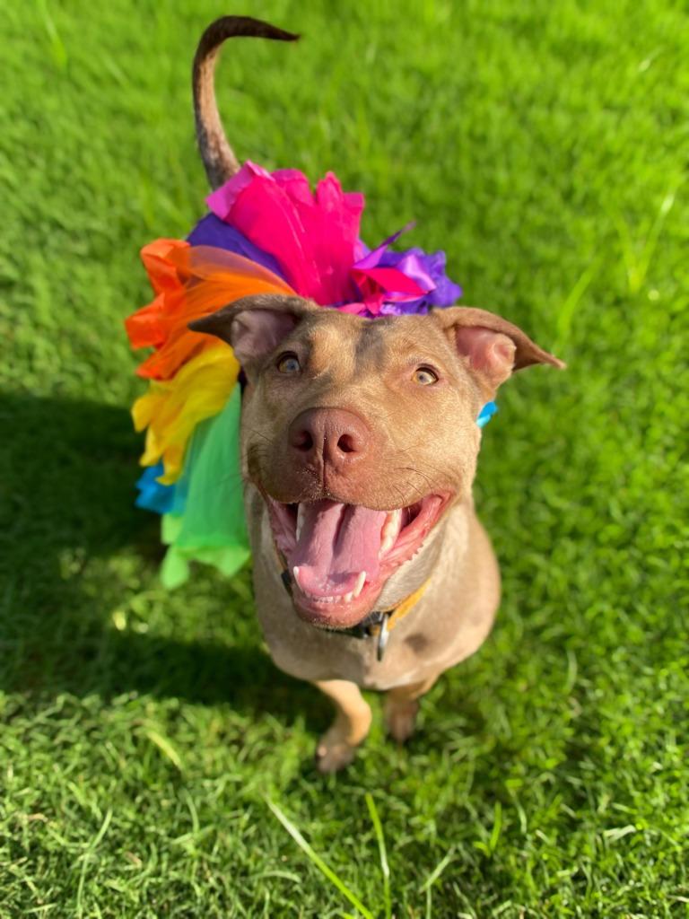 Enlarge Hunney - LOCAL, a Adoptable mixed breed in Princeton, MA image 1/6