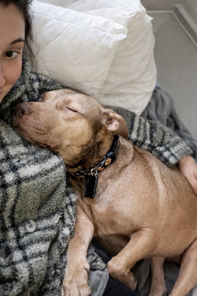 Enlarge Hunney - LOCAL, a Adoptable mixed breed in Princeton, MA image 2/6