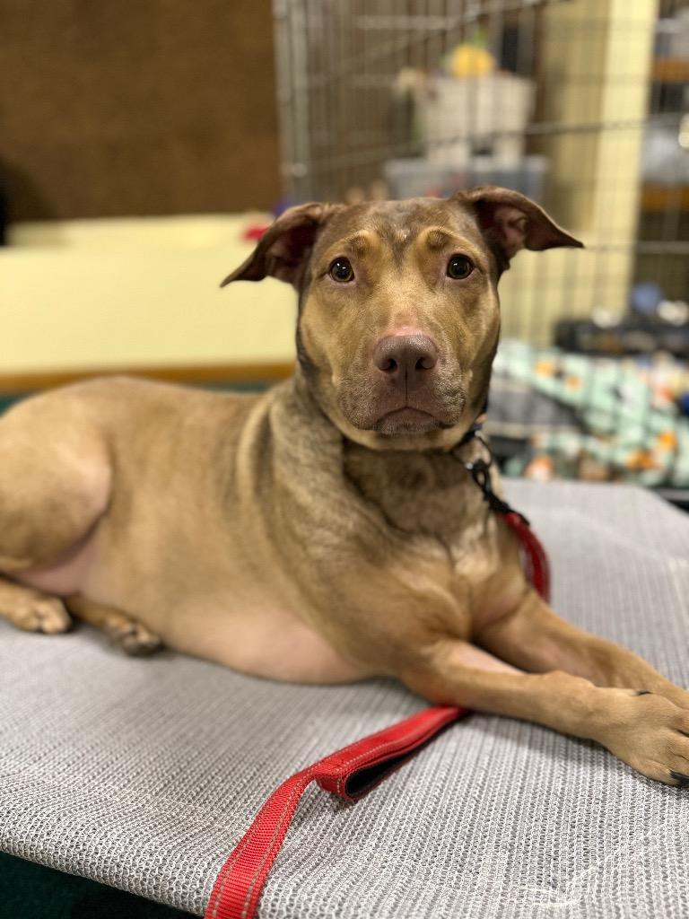 Enlarge Hunney - LOCAL, a Adoptable mixed breed in Princeton, MA image 2/6