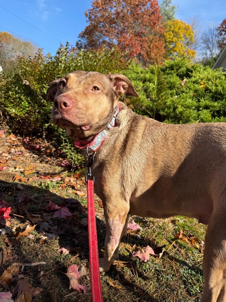 Enlarge Hunney - LOCAL, a Adoptable mixed breed in Princeton, MA image 3/6