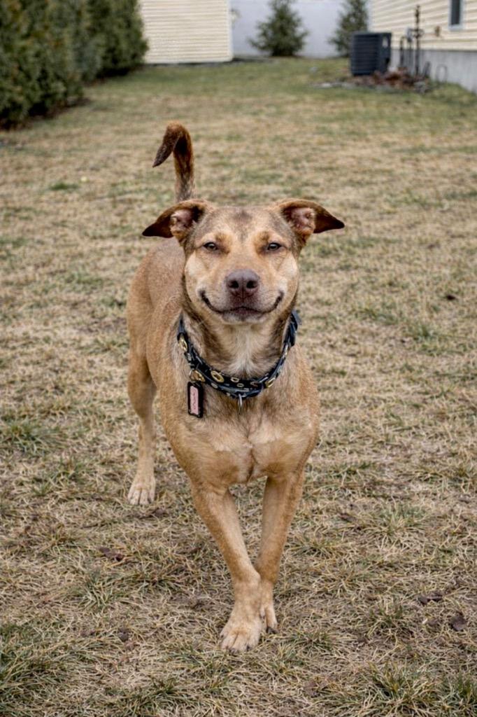 Enlarge Hunney - LOCAL, a Adoptable mixed breed in Princeton, MA image 3/6