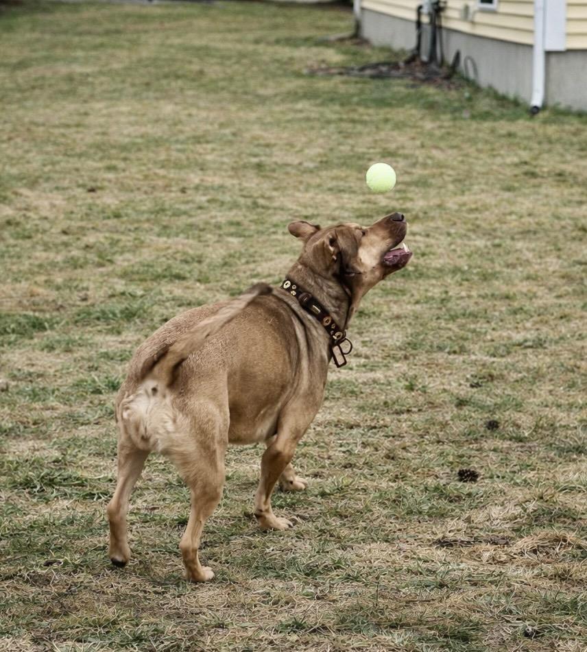Enlarge Hunney - LOCAL, a Adoptable mixed breed in Princeton, MA image 4/6