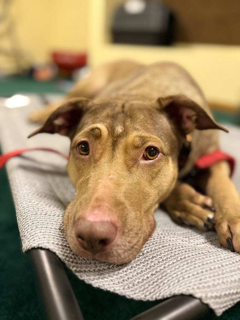 Enlarge Hunney - LOCAL, a Adoptable mixed breed in Princeton, MA image 5/6