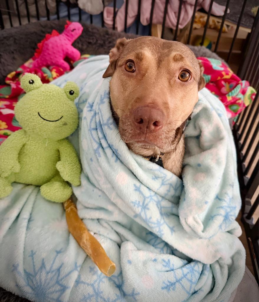 Enlarge Hunney - LOCAL, a Adoptable mixed breed in Princeton, MA image 5/6