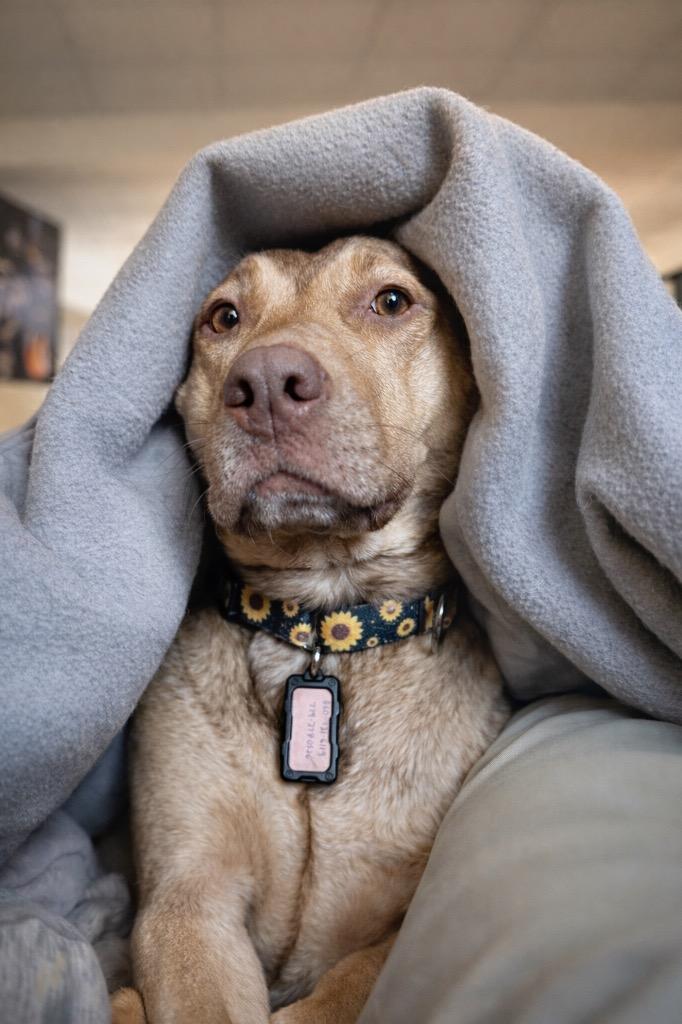 Enlarge Hunney - LOCAL, a Adoptable mixed breed in Princeton, MA image 6/6