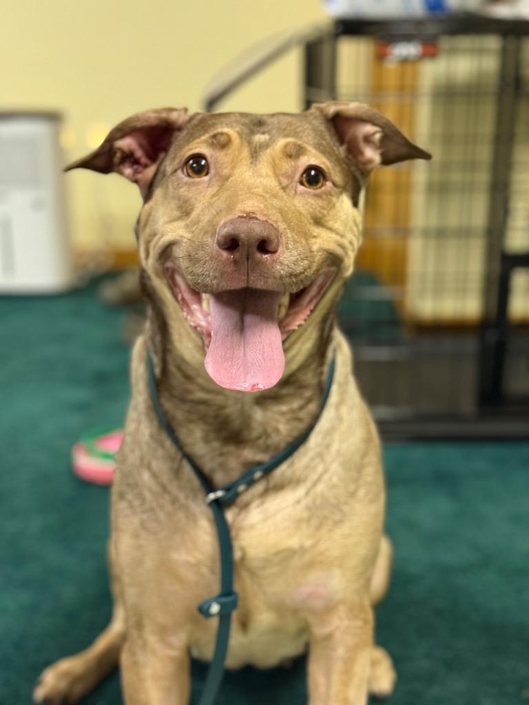 Enlarge Hunney - LOCAL, a Adoptable mixed breed in Princeton, MA image 6/6