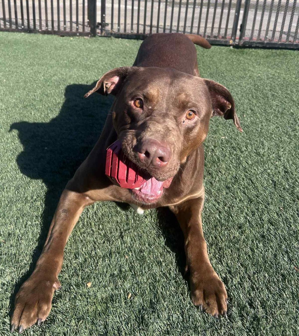 Chopo-$75 Adoption Fee! Diamond Dog!, Adoptable, Adult Male Pit Bull Terrier & Labrador Retriever.