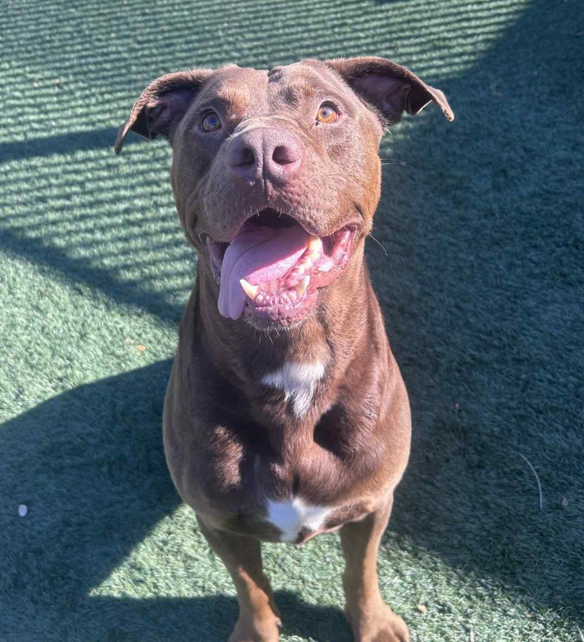 Enlarge Chopo-$75 Adoption Fee! Diamond Dog!, a Adoptable mixed breed in Rockwall, TX image 2/3