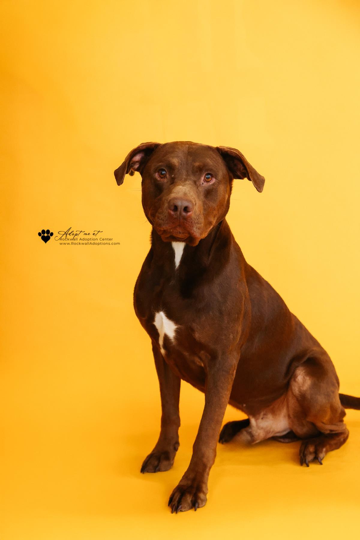 Enlarge Chopo-$75 Adoption Fee! Diamond Dog!, a Adoptable mixed breed in Rockwall, TX image 3/3