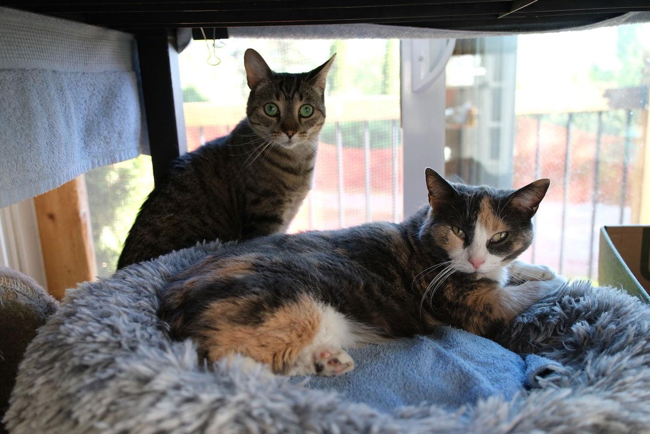 Misty, Adoptable, Adult Female Domestic Short Hair.